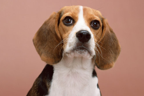 比格犬1.png